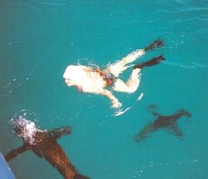 Galapagos - Seelöwenbabys beim Spielen