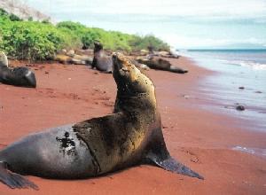 Galapagos - Seelöwenbabys am Strand