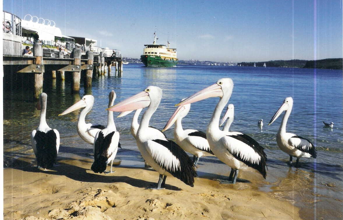 Manly - Pelikane warten